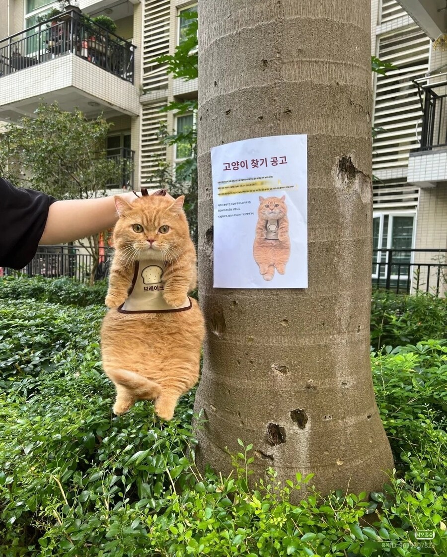 고양이 찾는 공고_2.jpg