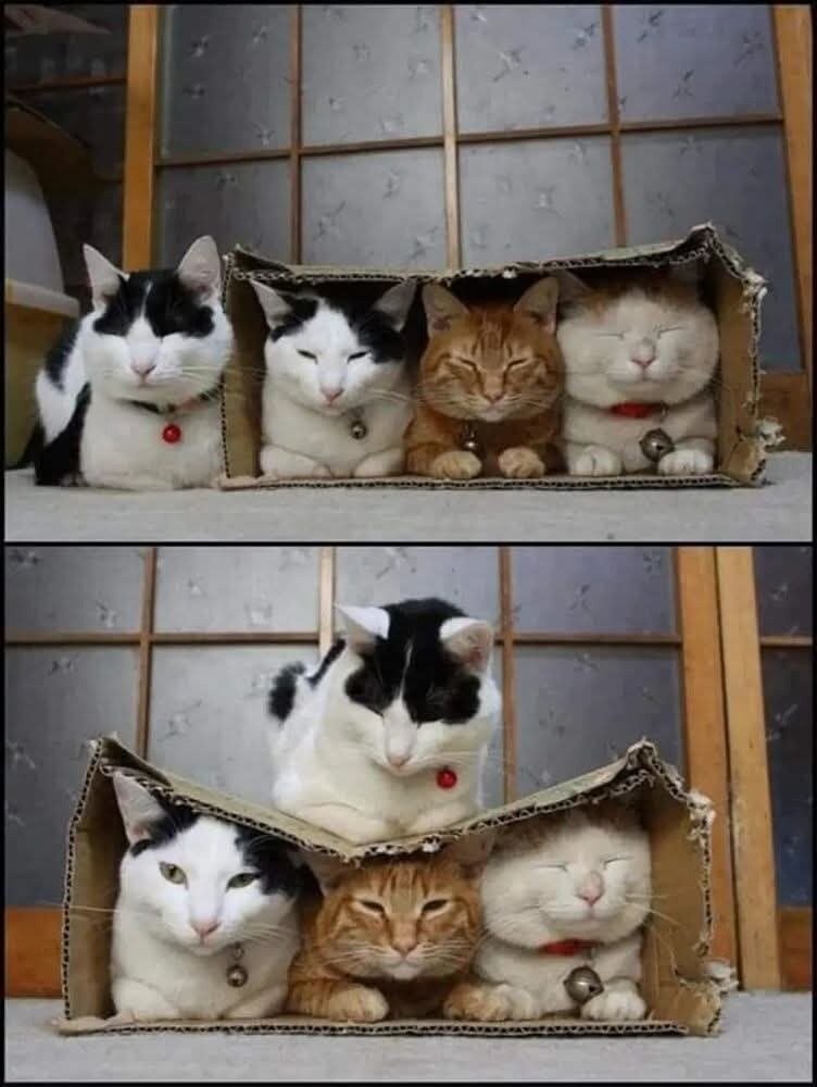 상자에 들어갈 수 없었던 고양이.jpg_1.jpg