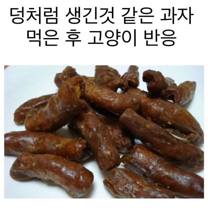 고양이 똥을 먹은 주인_1.png