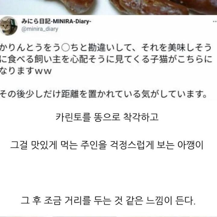 고양이 똥을 먹은 주인_2.png