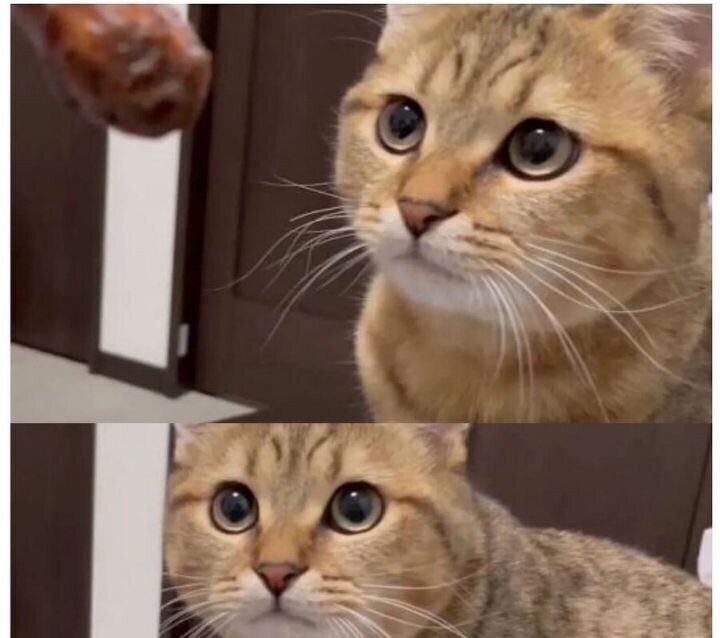 고양이 똥을 먹은 주인_3.png