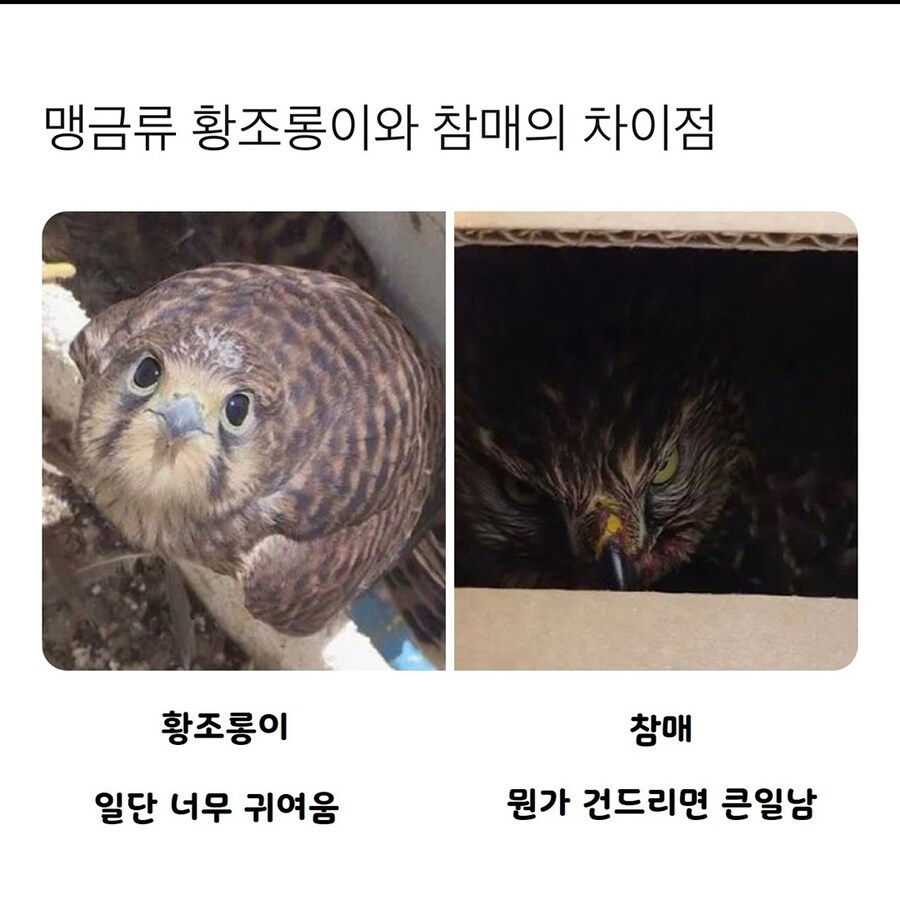 황조롱이와 참매의 차이점.jpg_1.jpg