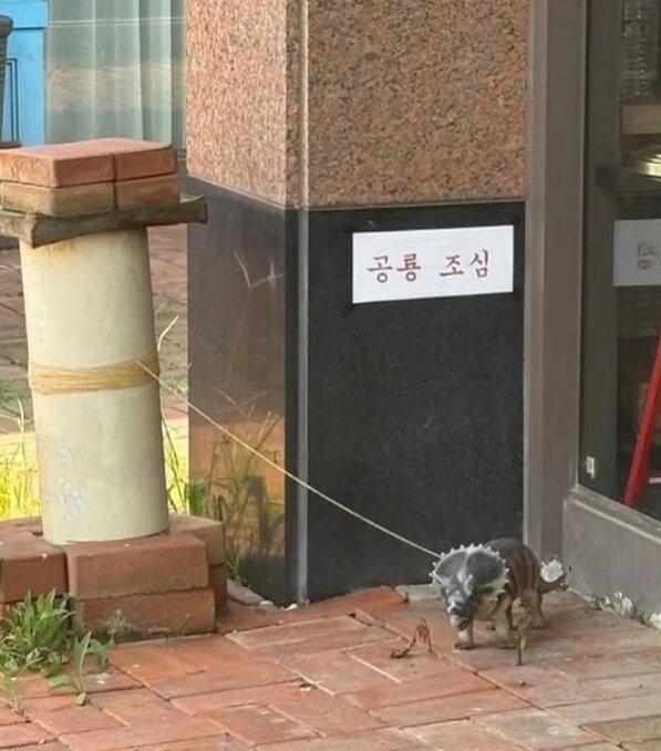 공룡 조심.jpg_1.jpg