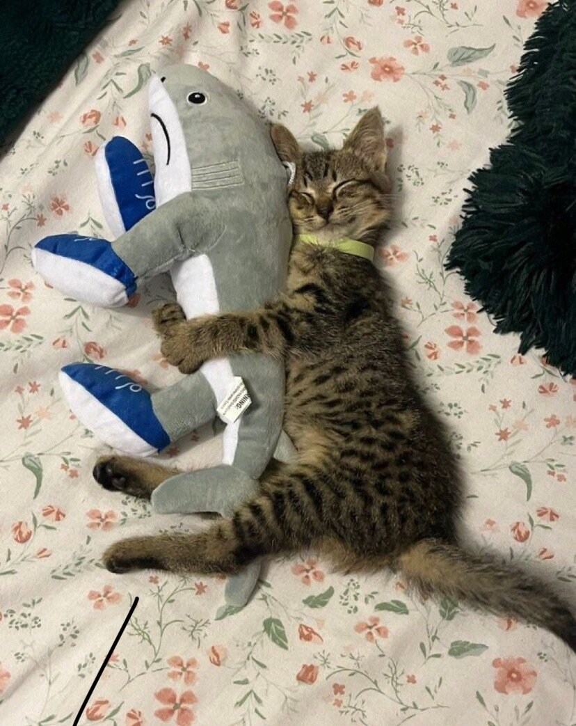 최애 인형 껴안고 낮잠자는 고양이_1.jpg