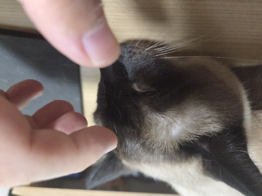 샴고양이 속털은 뽀얀색?!?!_1.jpg