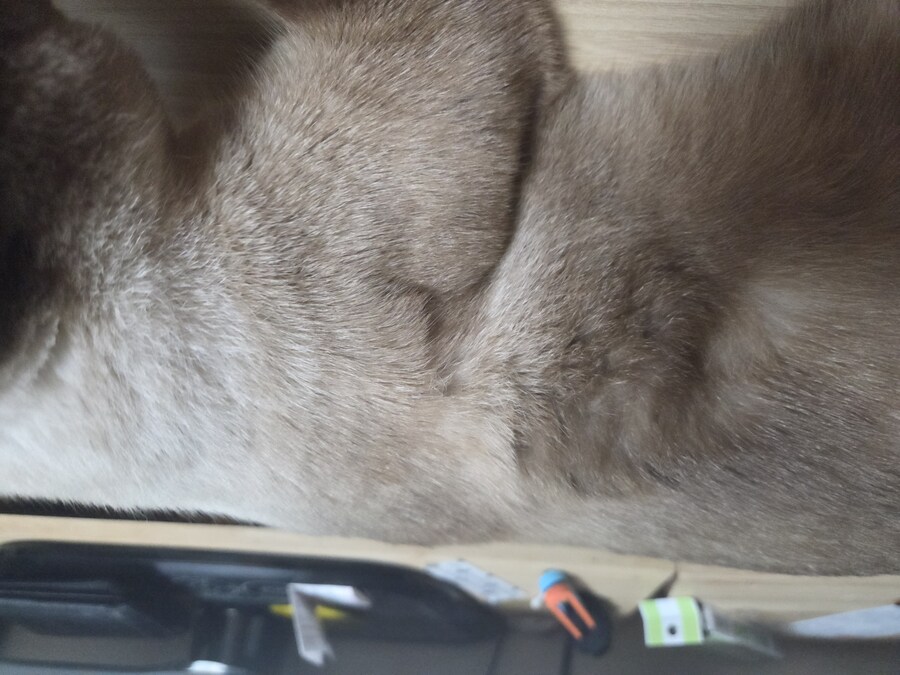 샴고양이 속털은 뽀얀색?!?!_2.jpg