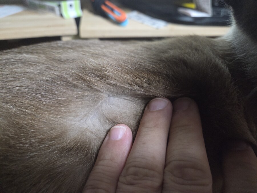 샴고양이 속털은 뽀얀색?!?!_3.jpg