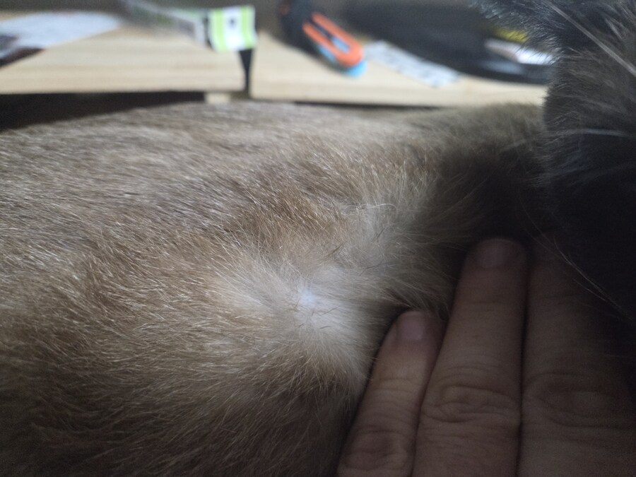 샴고양이 속털은 뽀얀색?!?!_4.jpg
