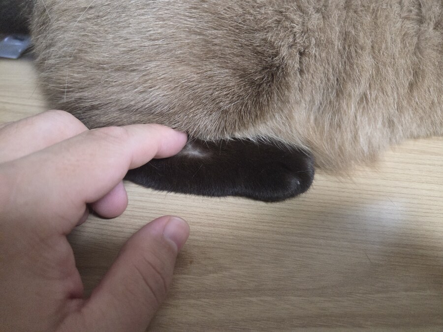 샴고양이 속털은 뽀얀색?!?!_7.jpg