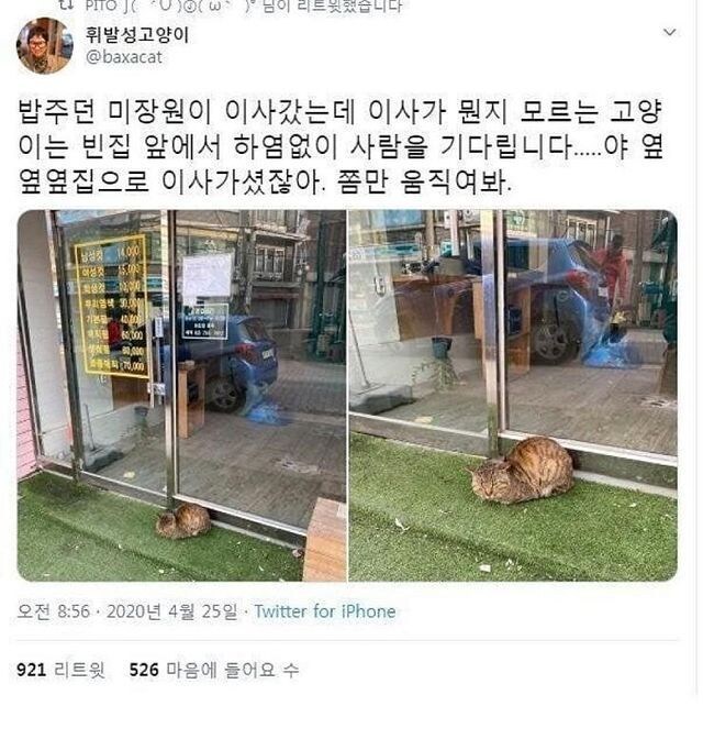 이사 간 빈집앞에 하염없이 사람을 기다리는 고양이ㅠㅠ.jpg_1.jpg