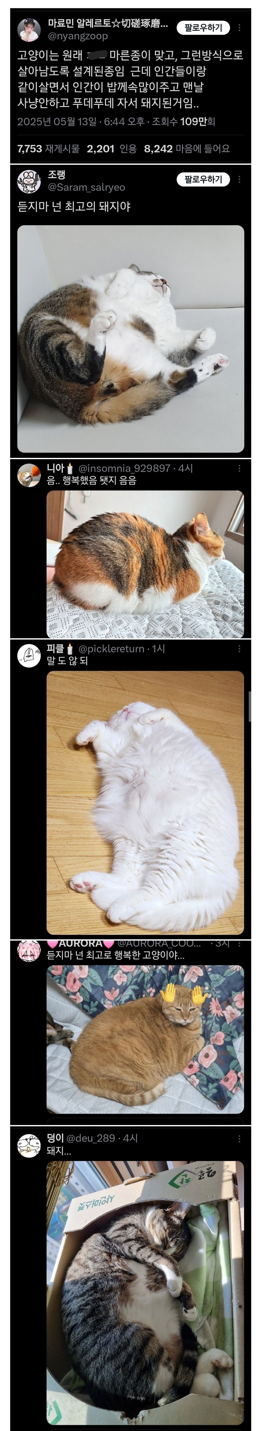 고양이는 원래 말라야 정상.jpg_1.jpg