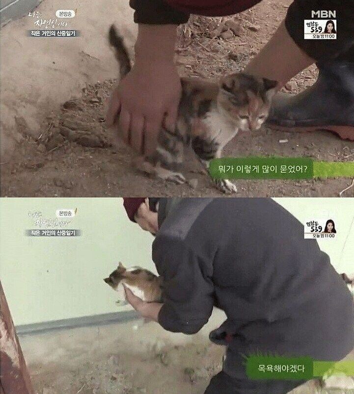 고양이 산 채로 끓는 물에 넣는 사람 jpg._1.jpg