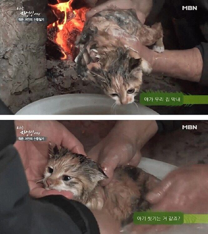 고양이 산 채로 끓는 물에 넣는 사람 jpg._3.jpg