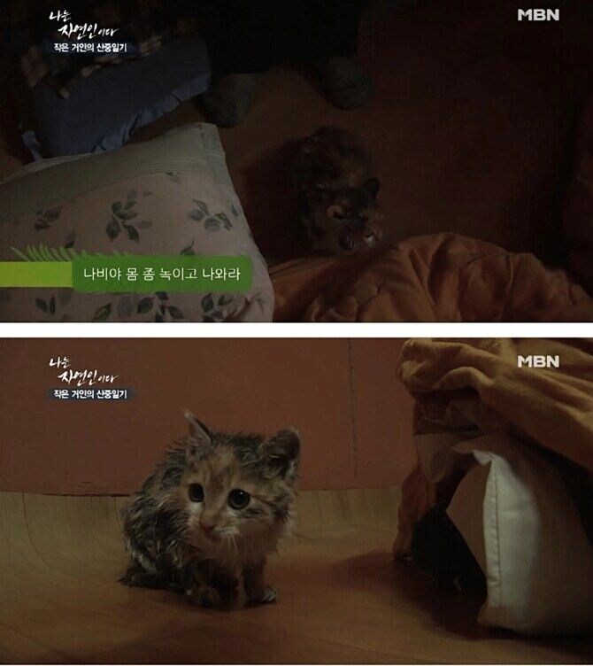 고양이 산 채로 끓는 물에 넣는 사람 jpg._7.jpg