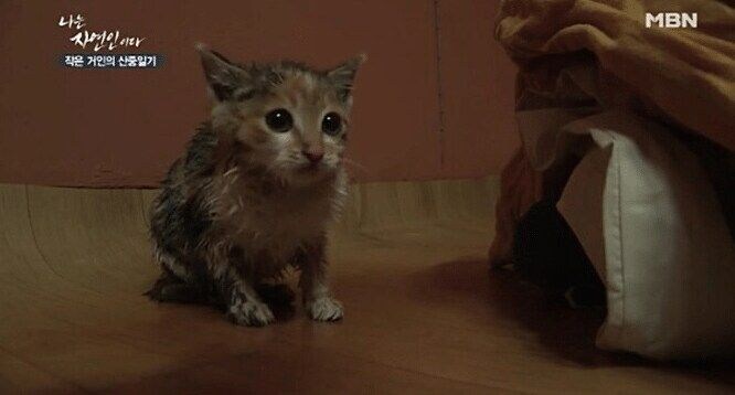 고양이 산 채로 끓는 물에 넣는 사람 jpg._8.jpg