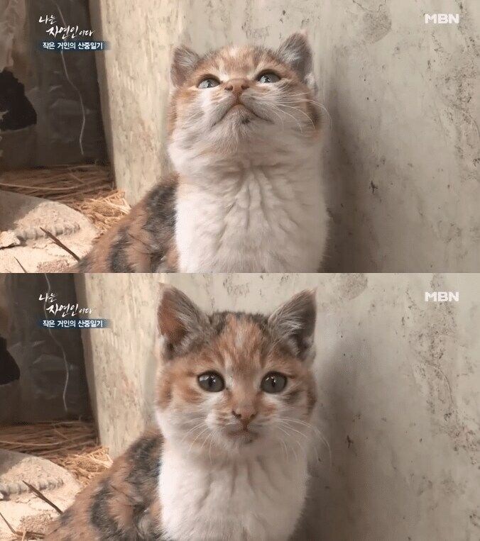 고양이 산 채로 끓는 물에 넣는 사람 jpg._9.jpg