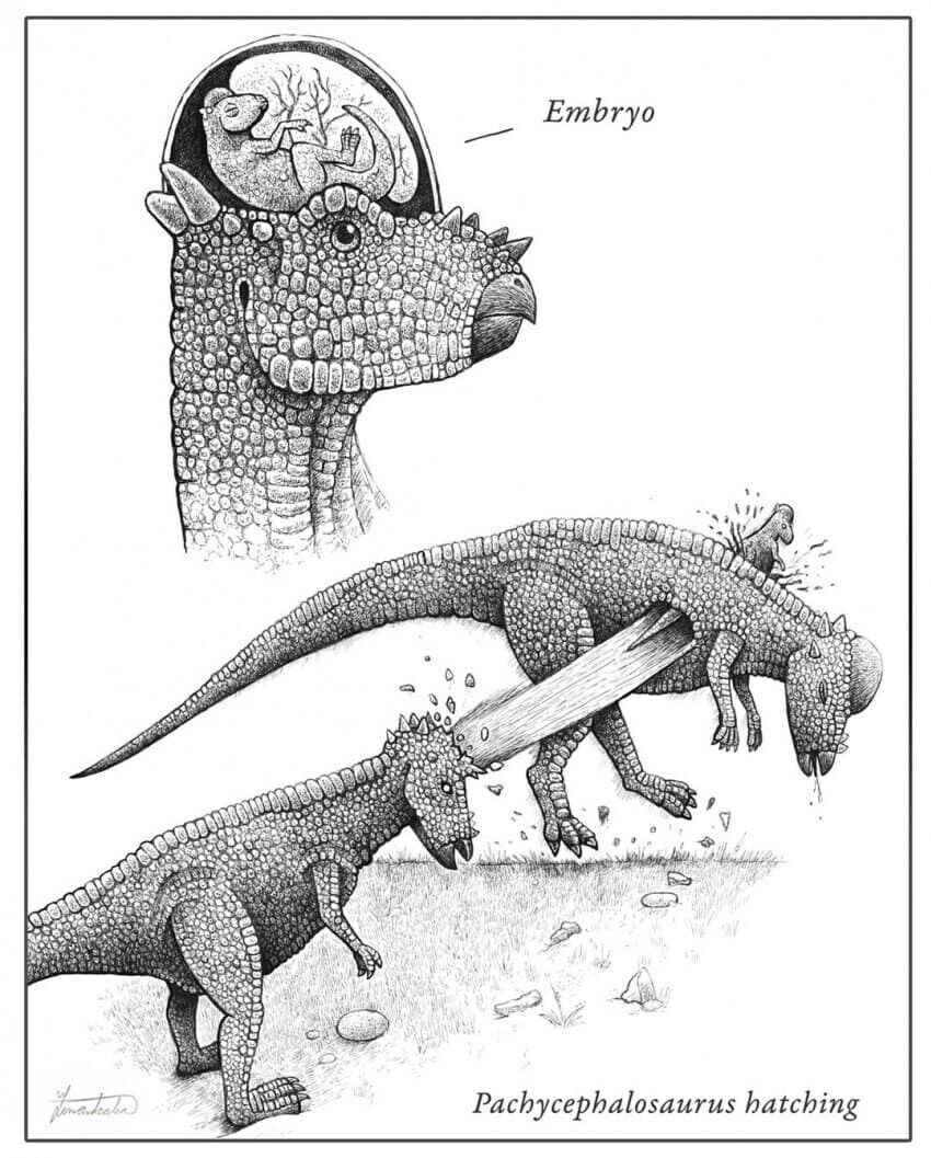 파키케팔로사우루스의 비밀 jpg._1.jpg