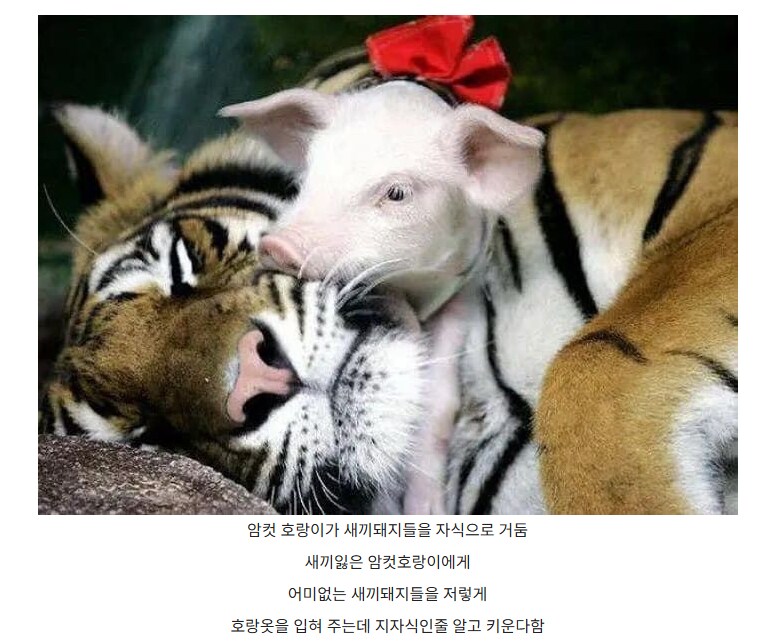 상식을 뒤엎는 부모 자식 관계.jpg_3.png