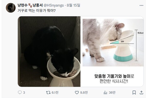 고양이 편하라고 사온 기울어진 그릇_3.png