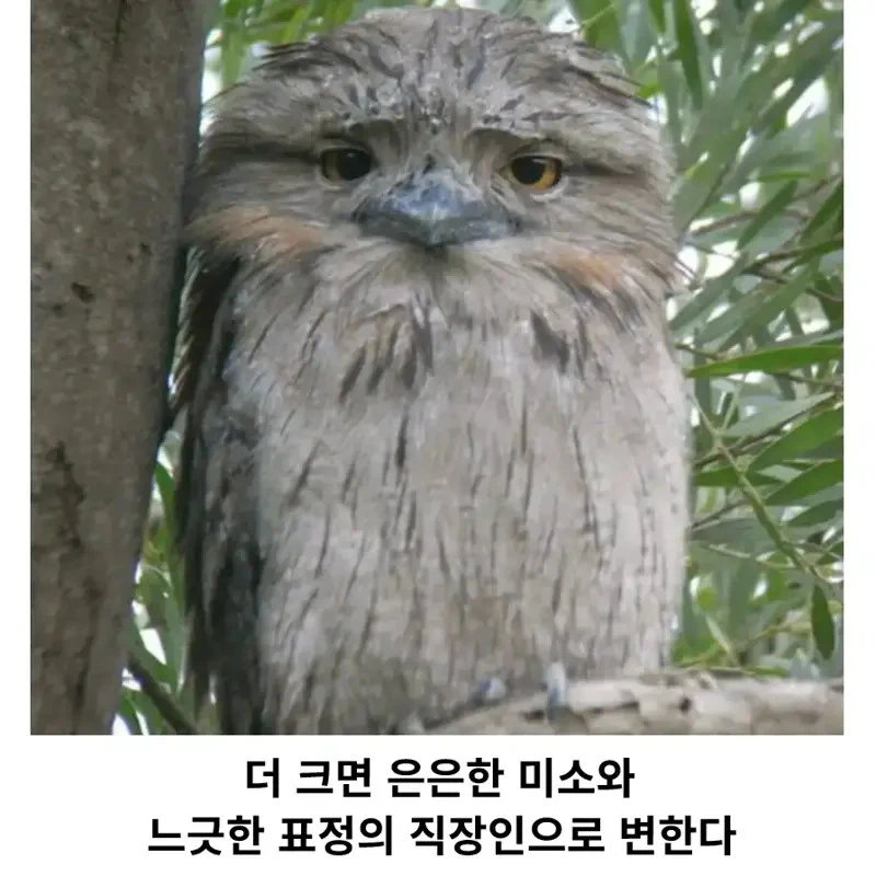 세상에서 제일 억울하게 생긴 새_4.webp