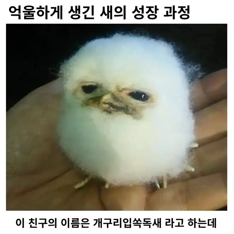 세상에서 제일 억울하게 생긴 새_1.webp