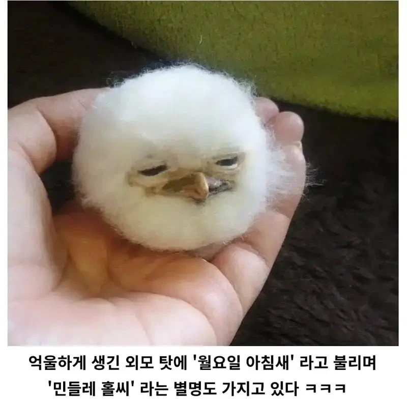 세상에서 제일 억울하게 생긴 새_2.webp