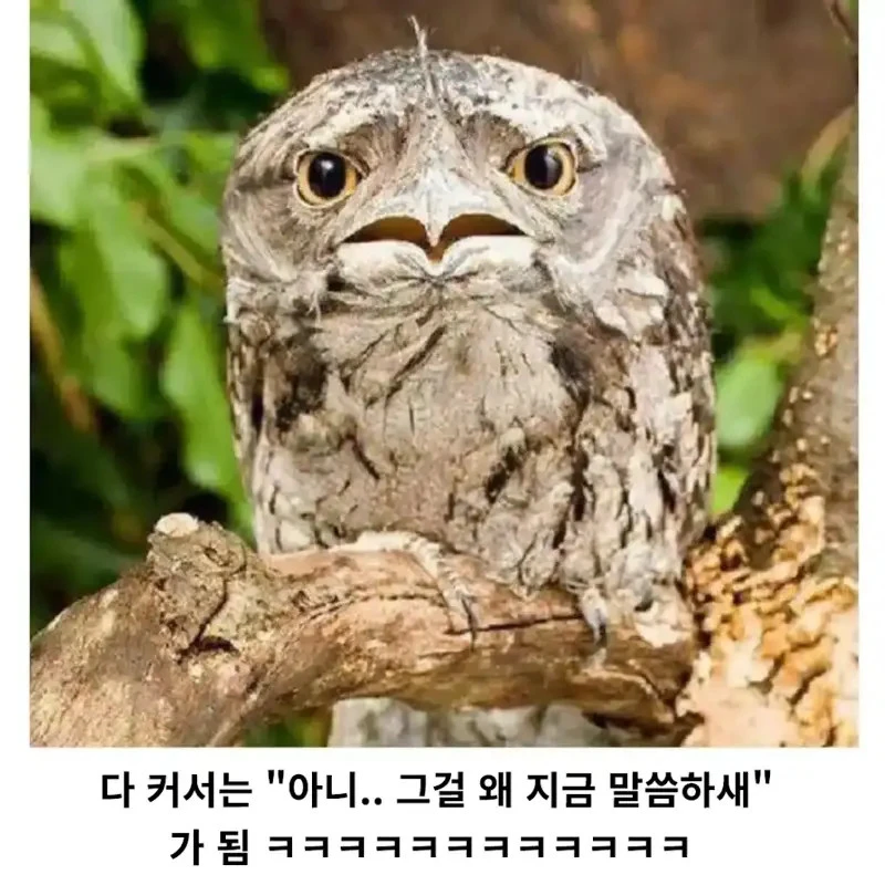 세상에서 제일 억울하게 생긴 새_3.webp