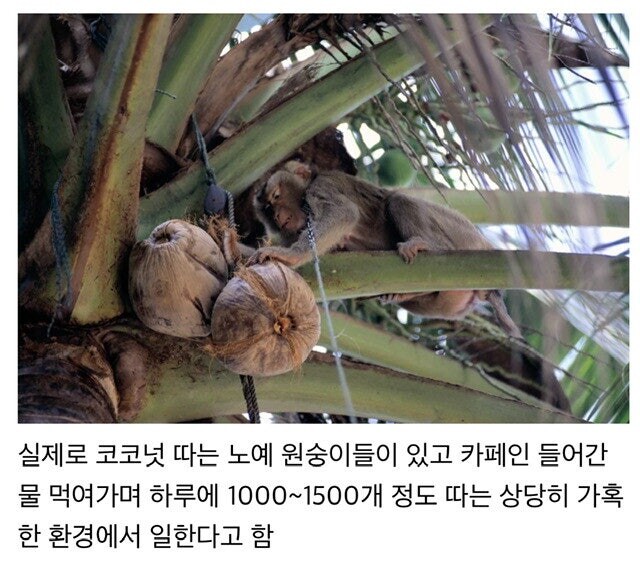 카페인 들어간 물을 마시며 가혹한 노동을 하는 원숭이들.jpg_1.jpg