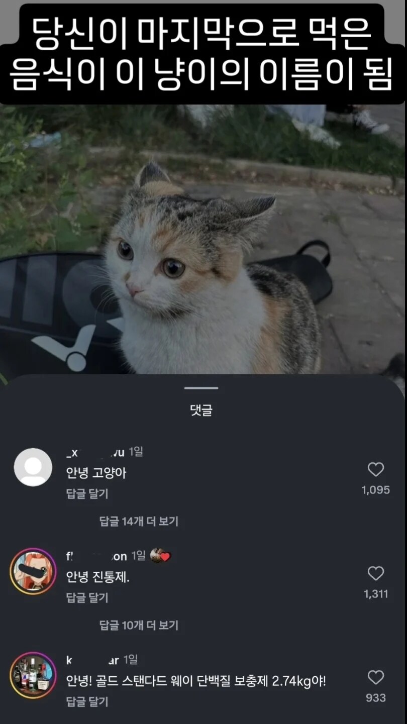 마지막으로 먹은 음식이 이 고양이의 이름이 됩니다.jpg_1.jpg