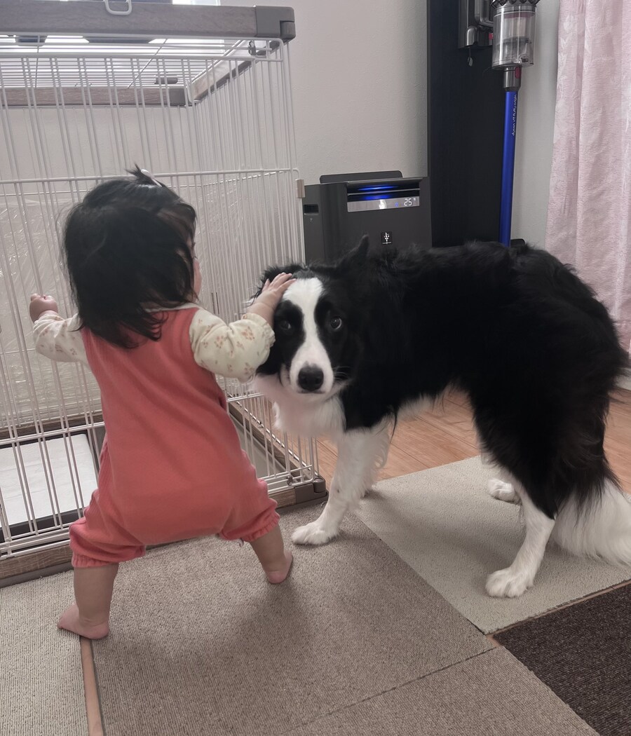 작은주인님을 보고 당황한 애완견_2.jpg