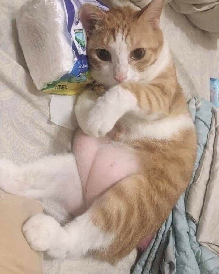 배에 복숭아를 숨긴 고양이_1.jpg