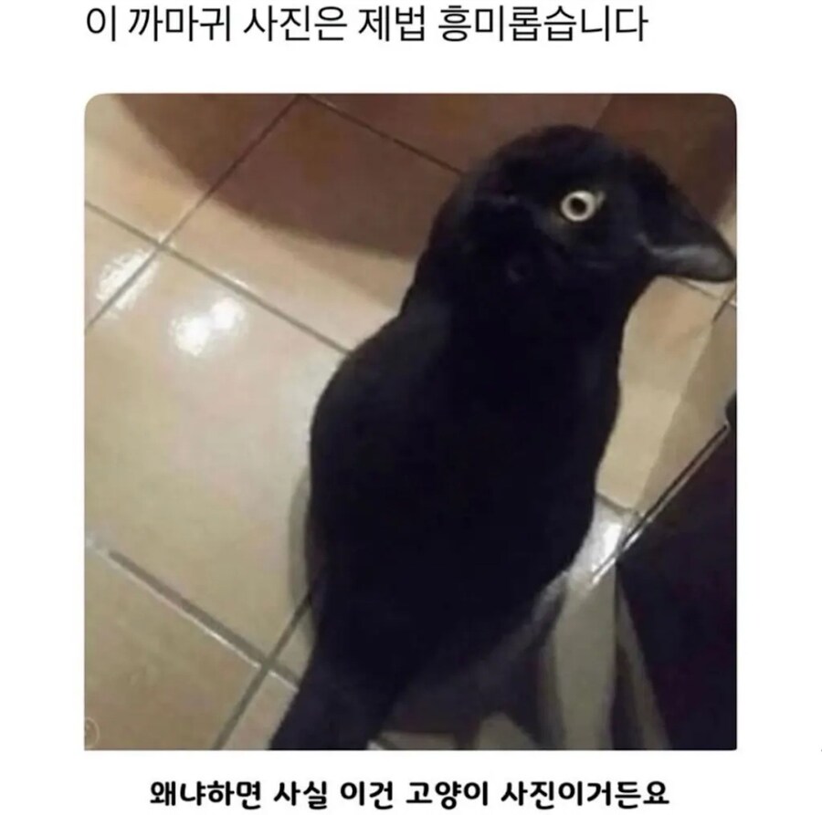 흥미로운 까마귀 사진_1.jpg