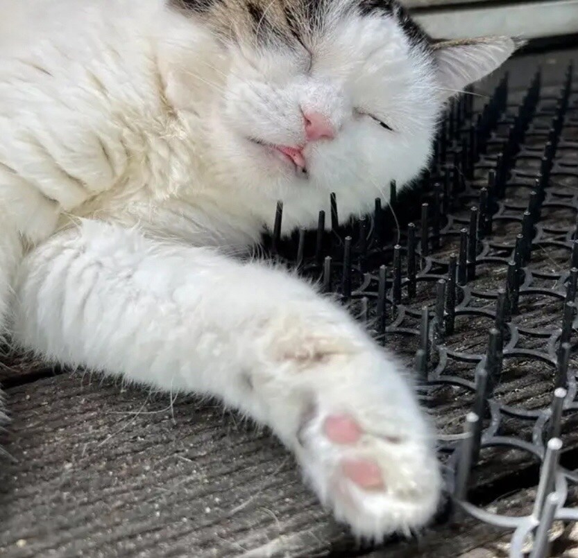 고양이 접근방지 패드 후기_3.png