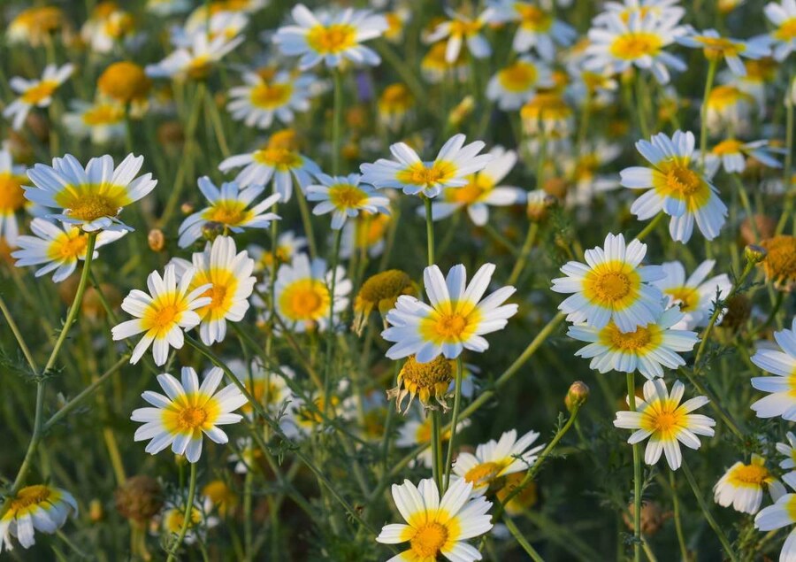 우리나라에선 꽃을 보기 전에 수확되는 풀_1.jpg
