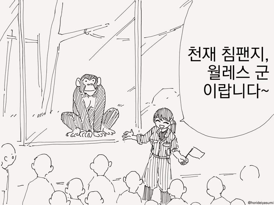 천재 침팬지 월레스군 manhaw_1.jpg