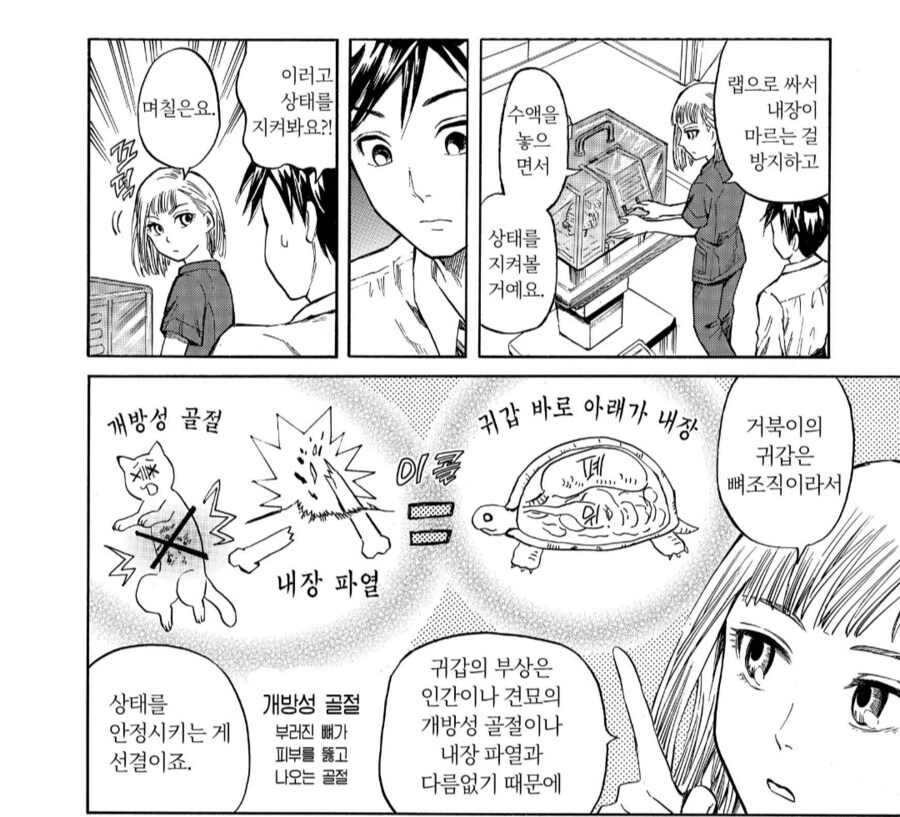 등껍질 박살난 거북이 수리하는 방법_4.png