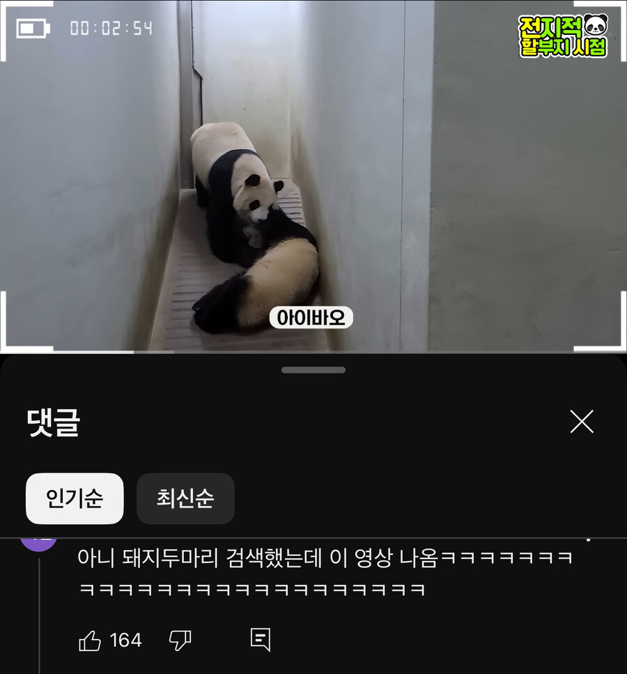 아이바오와 푸바오 특_1.jpg