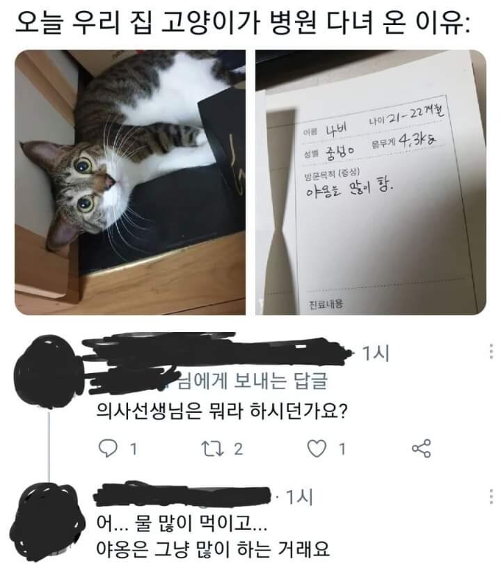 병원가는 고양이_1.jpg