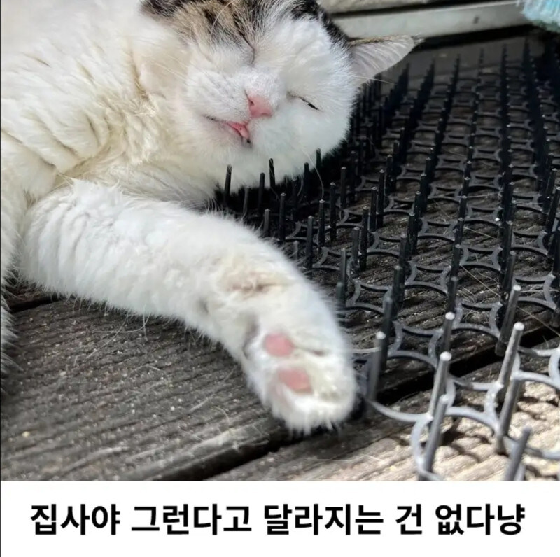 고양이 접근 방지패드 구매후기_3.jpg
