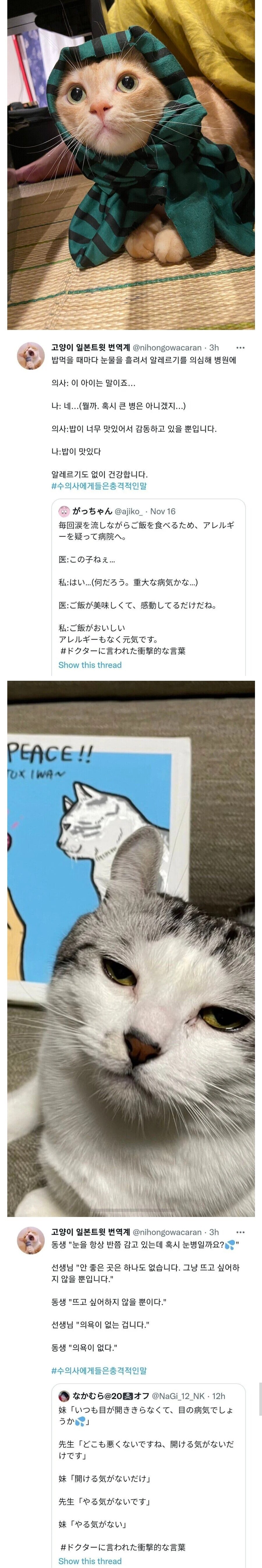 수의사를 당황시킨 일본 고양이들_1.jpg