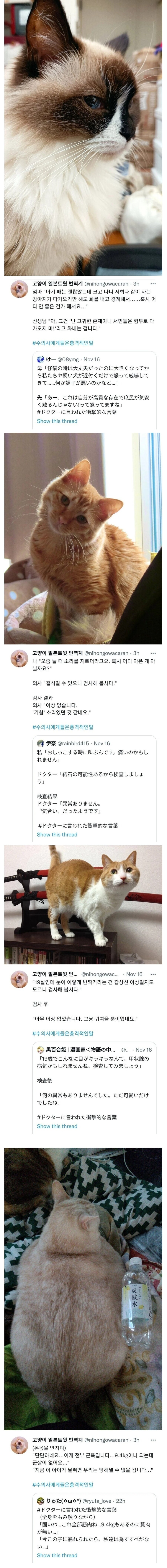 수의사를 당황시킨 일본 고양이들_2.jpg