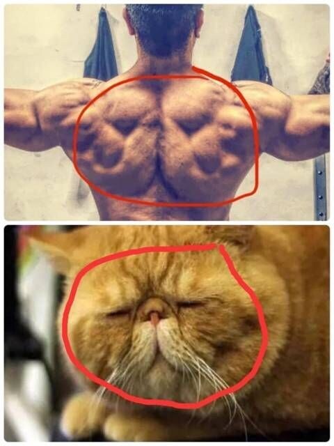 등근육에 고양이가 있는남자.jpg_1.jpg