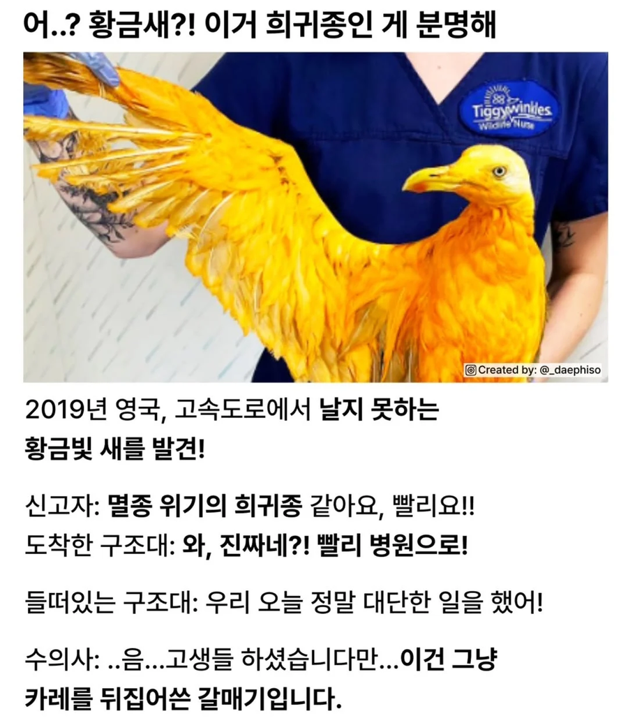 어? 황금새 발견!.jpe_1.webp