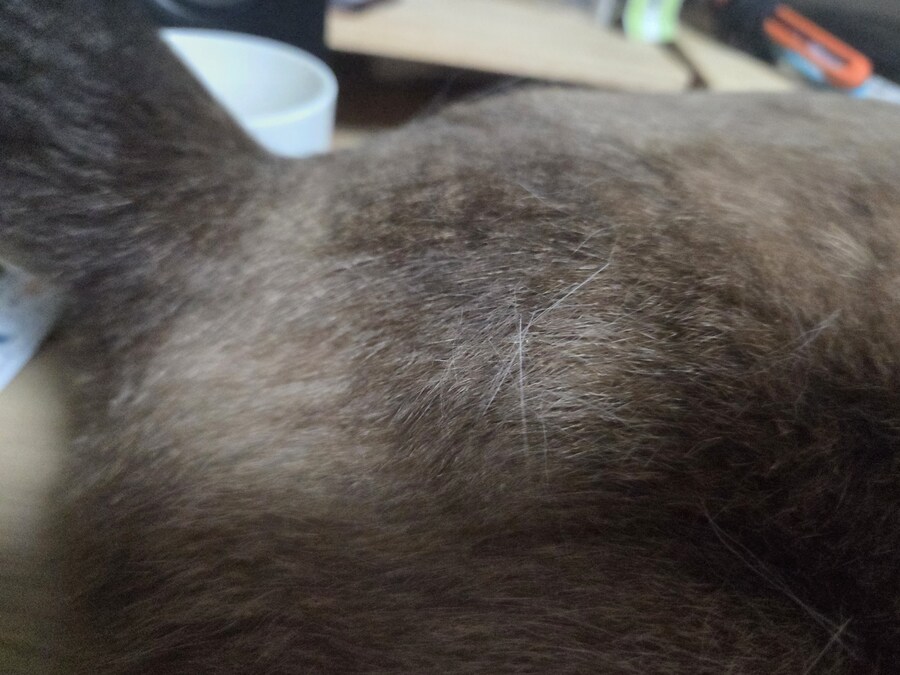 샴고양이 5년간 키우면서 한번도 바닥에서 털을 본적이 없습니다?!?!_5.jpg
