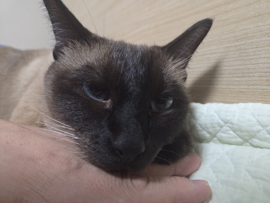 샴고양이 5년간 키우면서 한번도 바닥에서 털을 본적이 없습니다?!?!_10.jpg