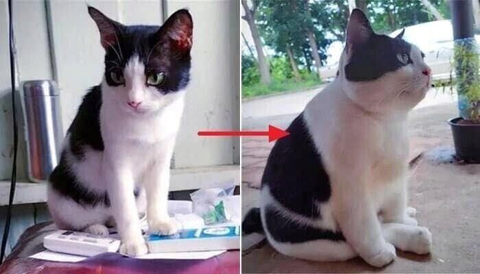 시골 할머니집으로 보내진 새끼고양이.jpg_1.png
