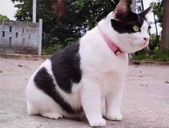 시골 할머니집으로 보내진 새끼고양이.jpg_2.png