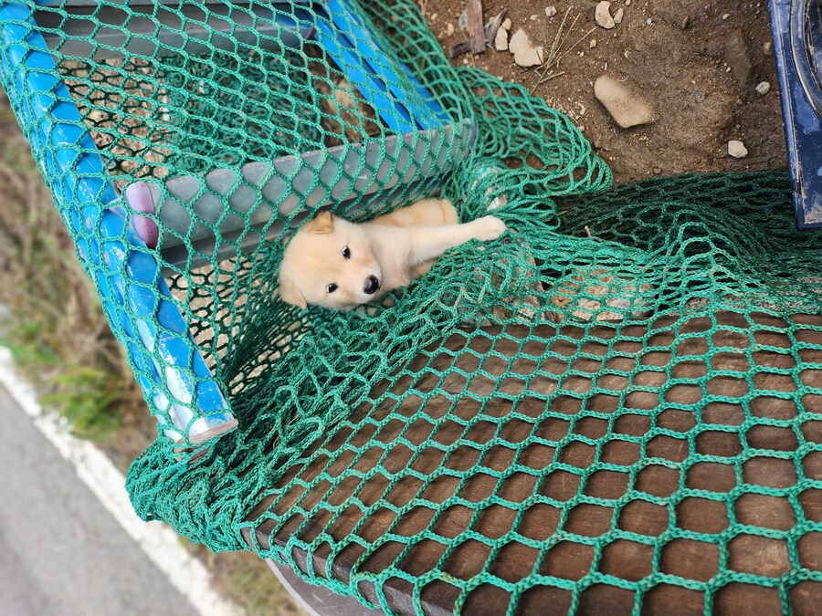 개죽이를 잇는 개망이 등장!!_1.jpg