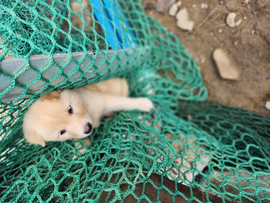 개죽이를 잇는 개망이 등장!!_2.jpg