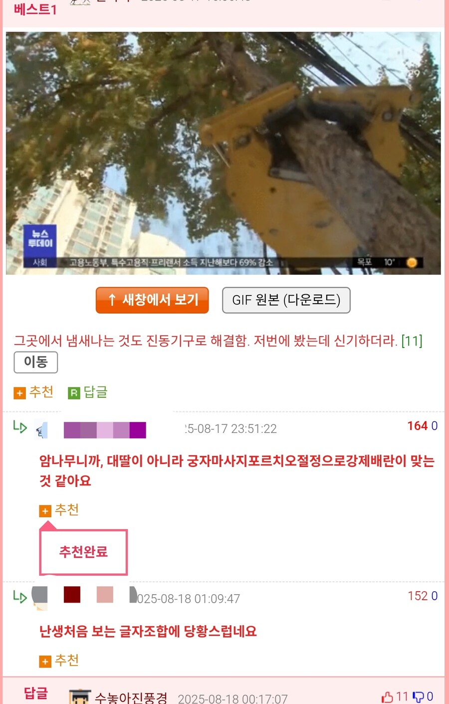 은행나무 열매털기 보면 드는 생각_1.jpg